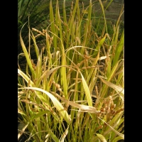 Riz, Oryza sativa (fam Graminees ou Poacees) (s-o de l'Asie) (2)